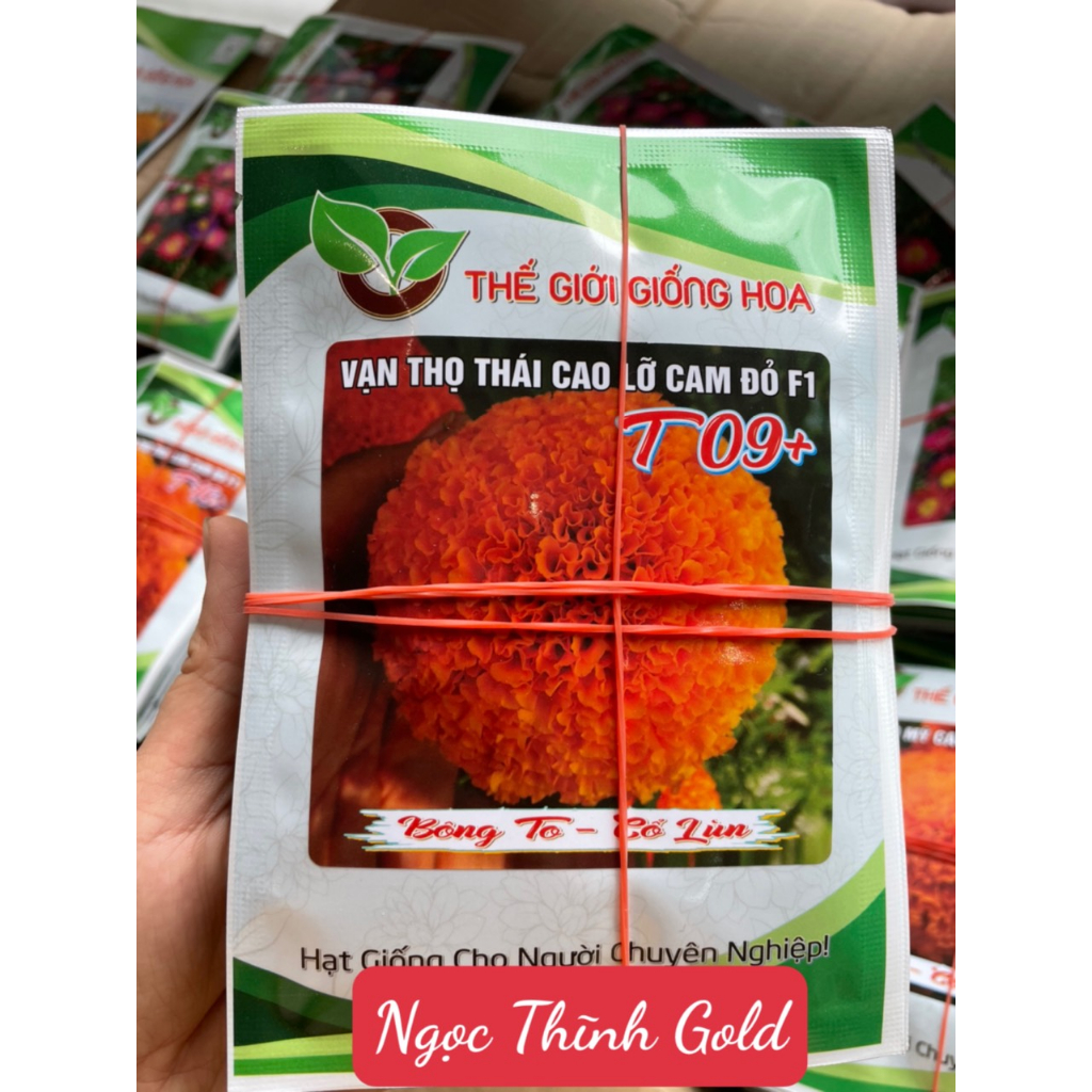 Hạt giống hoa vạn thọ thái cao lỡ cam đỏ T09+ (bông to, cổ lùn) -1g