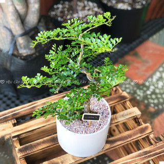 Cây Cần Thăng Bonsai mini Size Dáng Đa Dạng Size để bàn Ưa Nắng Vừa