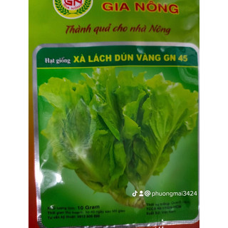 Hạt giống rau xà lách