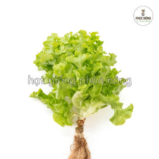 Hạt giống Xà Lách Sồi Xanh Oakleaf - 2 Gram