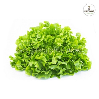 Hạt giống Xà Lách Sồi Xanh Oakleaf - 2 Gram