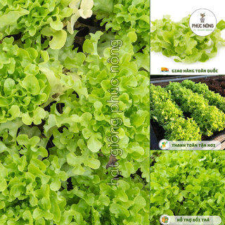 Hạt giống Xà Lách Sồi Xanh Oakleaf - 2 Gram