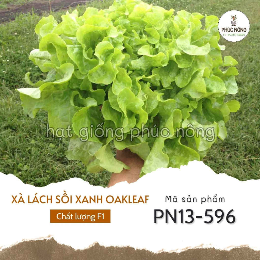 Hạt giống Xà Lách Sồi Xanh Oakleaf - 2 Gram