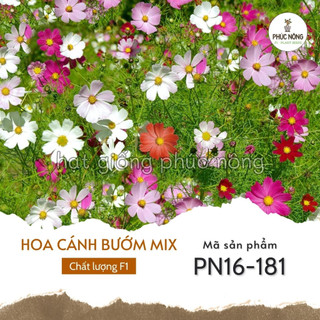 - Hạt giống Hoa Sao Nhái mix