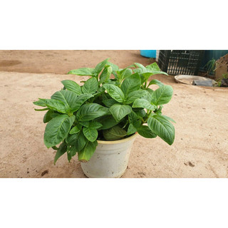 Hạt giống quế vị - cây quế vị giống - xá xị (chậu 2-4 cây)