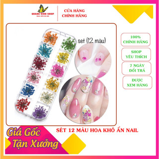 Sét 12 màu hoa khô bông nhí