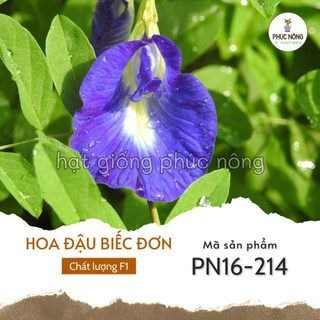 Hạt giống hoa đậu biếc đơn - 20 hạt