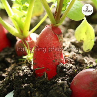 Hạt giống Củ Cải Đỏ Dài - 2 Gram