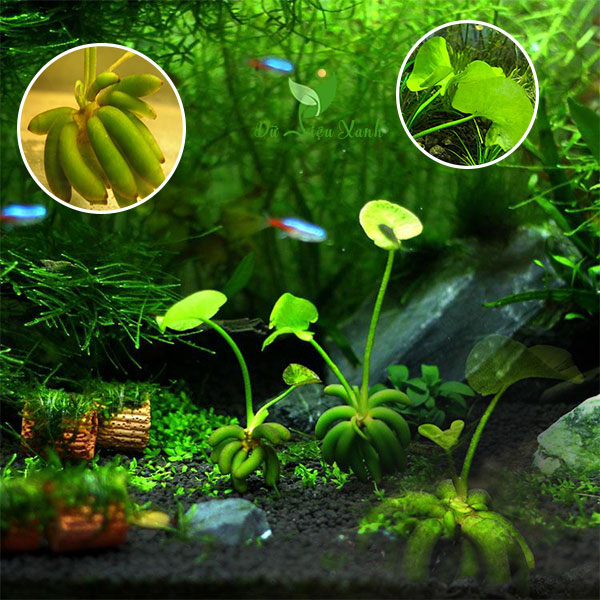 Cây Trang Chuối| Cây Thủy Sinh dễ trong| Cây Thủy Sinh không Co2