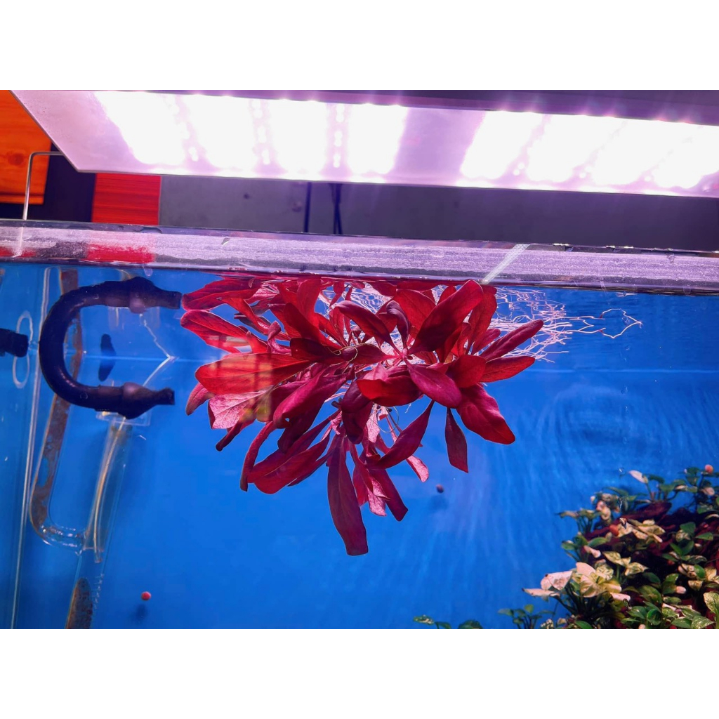 Cây Cải Đỏ Thủy Sinh
