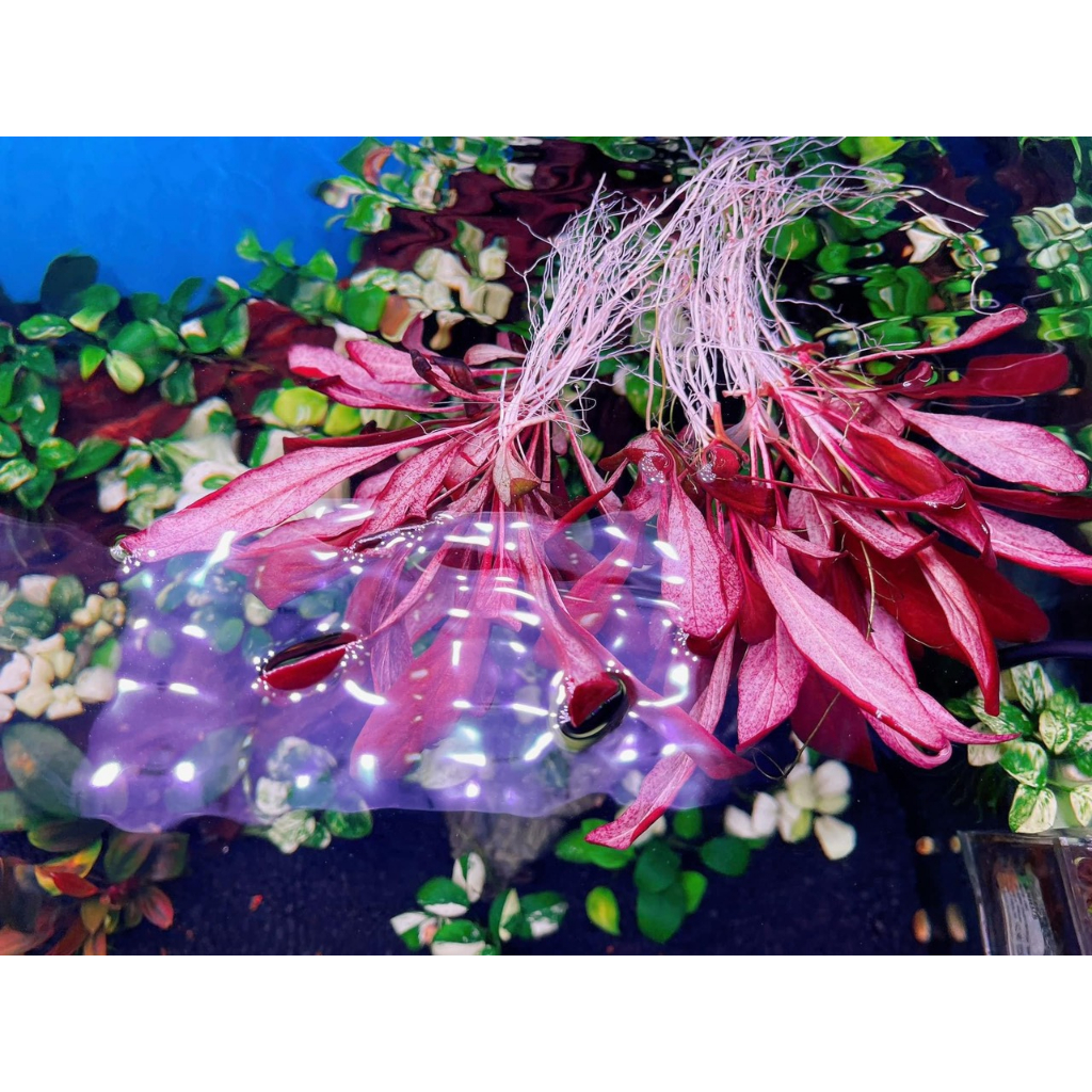 Cây Cải Đỏ Thủy Sinh