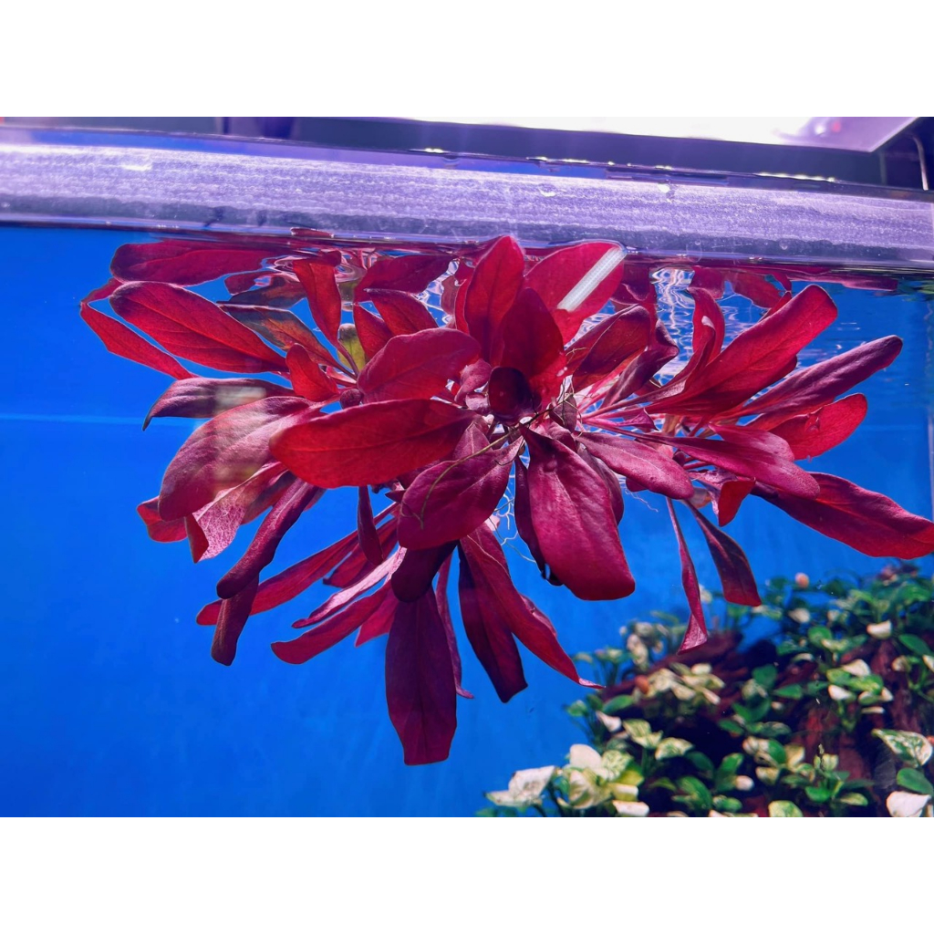 Cây Cải Đỏ Thủy Sinh