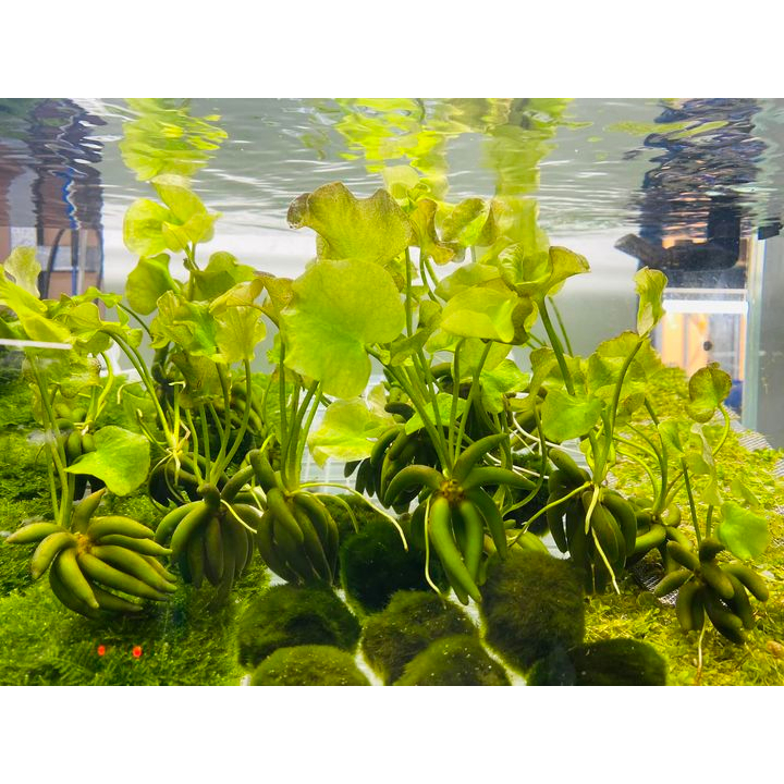 Cây Trang Chuối| Cây Thủy Sinh dễ trong| Cây Thủy Sinh không Co2