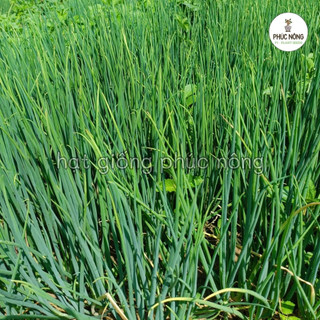 2gr - (Hỏa tốc) Hạt giống Hành Lá (Hành hoa)