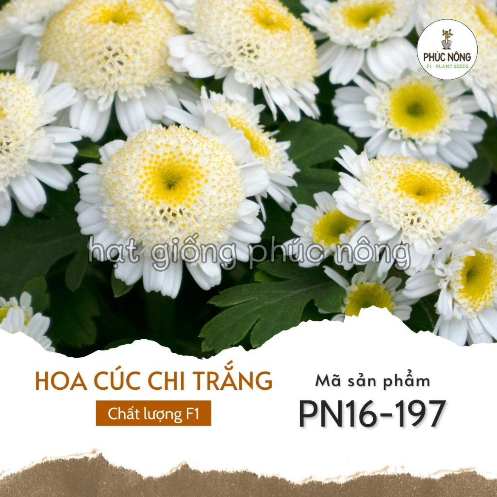 Hạt giống hoa Cúc Chi Trắng - 100 Hạt