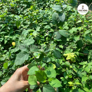 Hạt giống cây Lá Giang - 10 Hạt