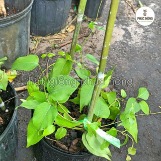 Hạt giống cây Lá Giang - 10 Hạt