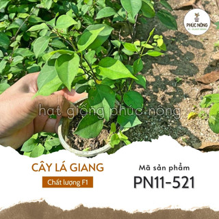 Hạt giống cây lá giang - 10 hạt