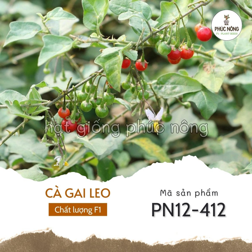 Hạt giống cây Cà Gai Leo - 150 Hạt