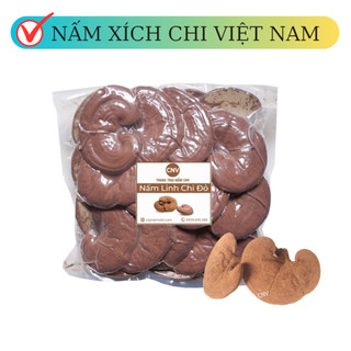 Nấm linh chi đỏ loại thường nhỏ