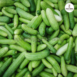 25 hạt - (Hỏa tốc) Hạt giống Dưa Leo (Dưa Chuột)