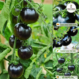Hạt giống Cà Chua Bi Đen - 10 hạt