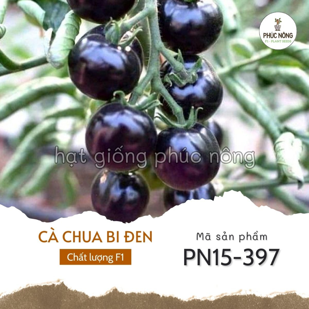 Hạt giống Cà Chua Bi Đen - 10 hạt