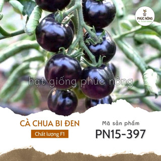Hạt giống cà chua bi đen - 10 hạt