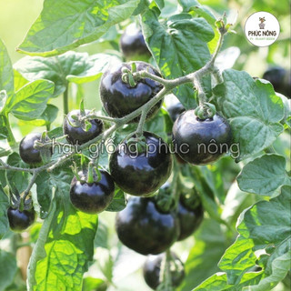 Hạt giống Cà Chua Bi Đen - 10 hạt