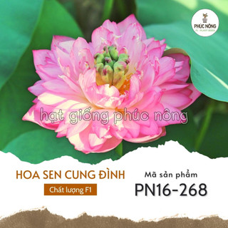 Hạt giống hoa sen cung đình - 12 hạt