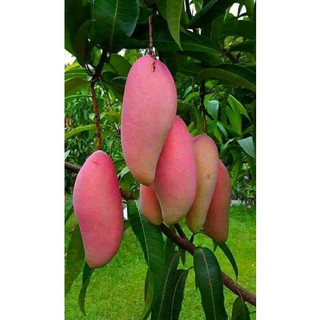 Cây giống xoài hồng f1 cây ghép chuẩn