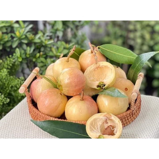 Cây giống mận lý giống đẹp[