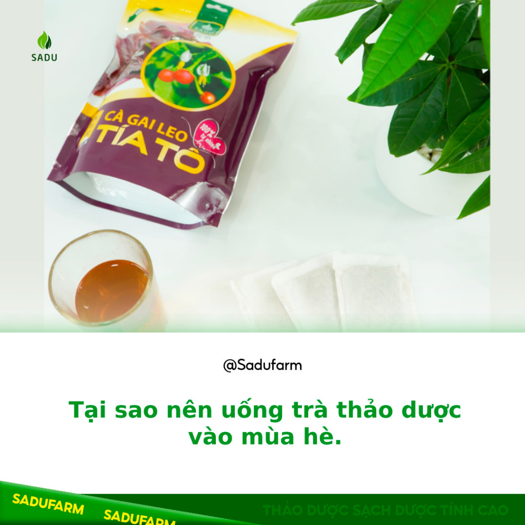 Trà TÍA TÔ cà gai leo  Sadu bịch 250g