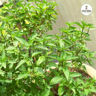 5gr - (Hỏa tốc) Hạt giống Rau Húng Quế