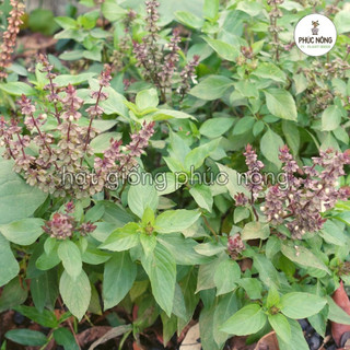 5gr - (Hỏa tốc) Hạt giống Rau Húng Quế