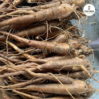 0,5gr - (Hỏa tốc) Hạt giống Sâm Bố Chính