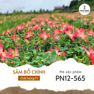 Hạt giống sâm bố chính - 100 hạt