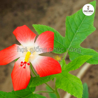 0,5gr - (Hỏa tốc) Hạt giống Sâm Bố Chính