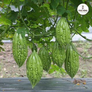 10 hạt - (Hỏa tốc) Hạt giống Khổ Qua (Mướp Đắng)