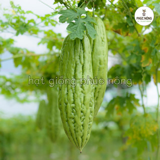 10 hạt - (Hỏa tốc) Hạt giống Khổ Qua (Mướp Đắng)