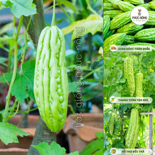 10 hạt - (Hỏa tốc) Hạt giống Khổ Qua (Mướp Đắng)