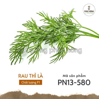 Hạt giống rau thì là - 5 gram