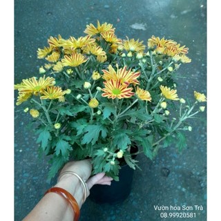 (VHST - GIAO TRONG NGÀY) Cây CÚC GAZANIA đang hoa.