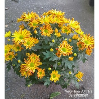 (VHST - GIAO TRONG NGÀY) Cây CÚC GAZANIA đang hoa.