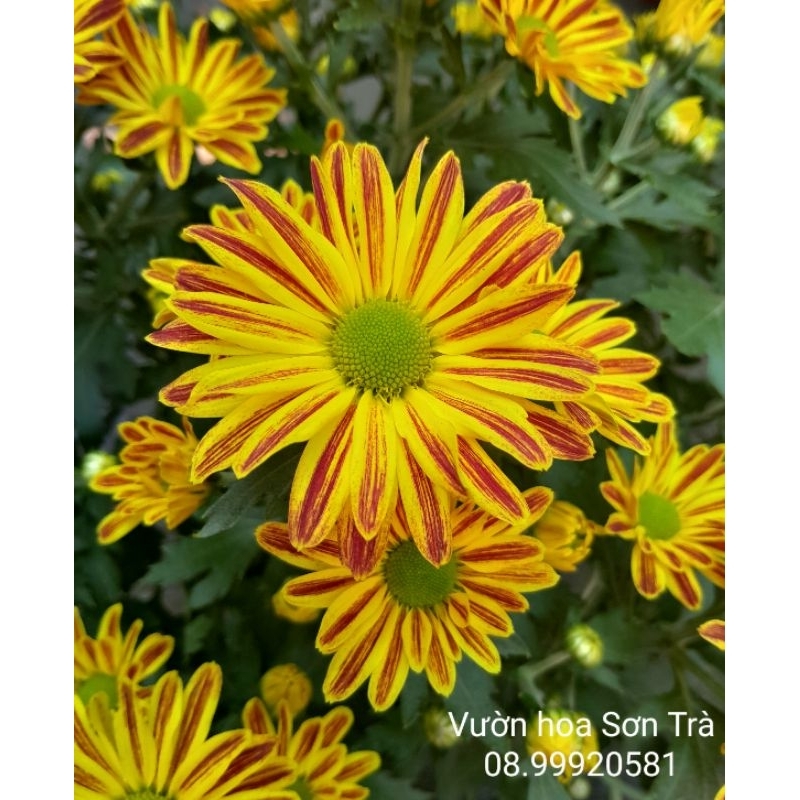 (VHST - GIAO TRONG NGÀY) Cây CÚC GAZANIA đang hoa.