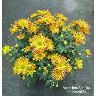 (VHST - GIAO TRONG NGÀY) Cây CÚC GAZANIA đang hoa.