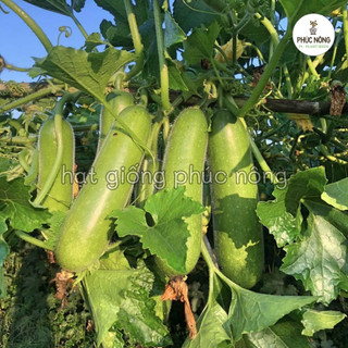 15 hạt - (Hỏa tốc) Hạt giống Bí Đao Chanh