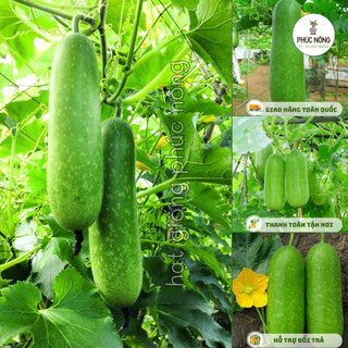 15 hạt - (Hỏa tốc) Hạt giống Bí Đao Chanh