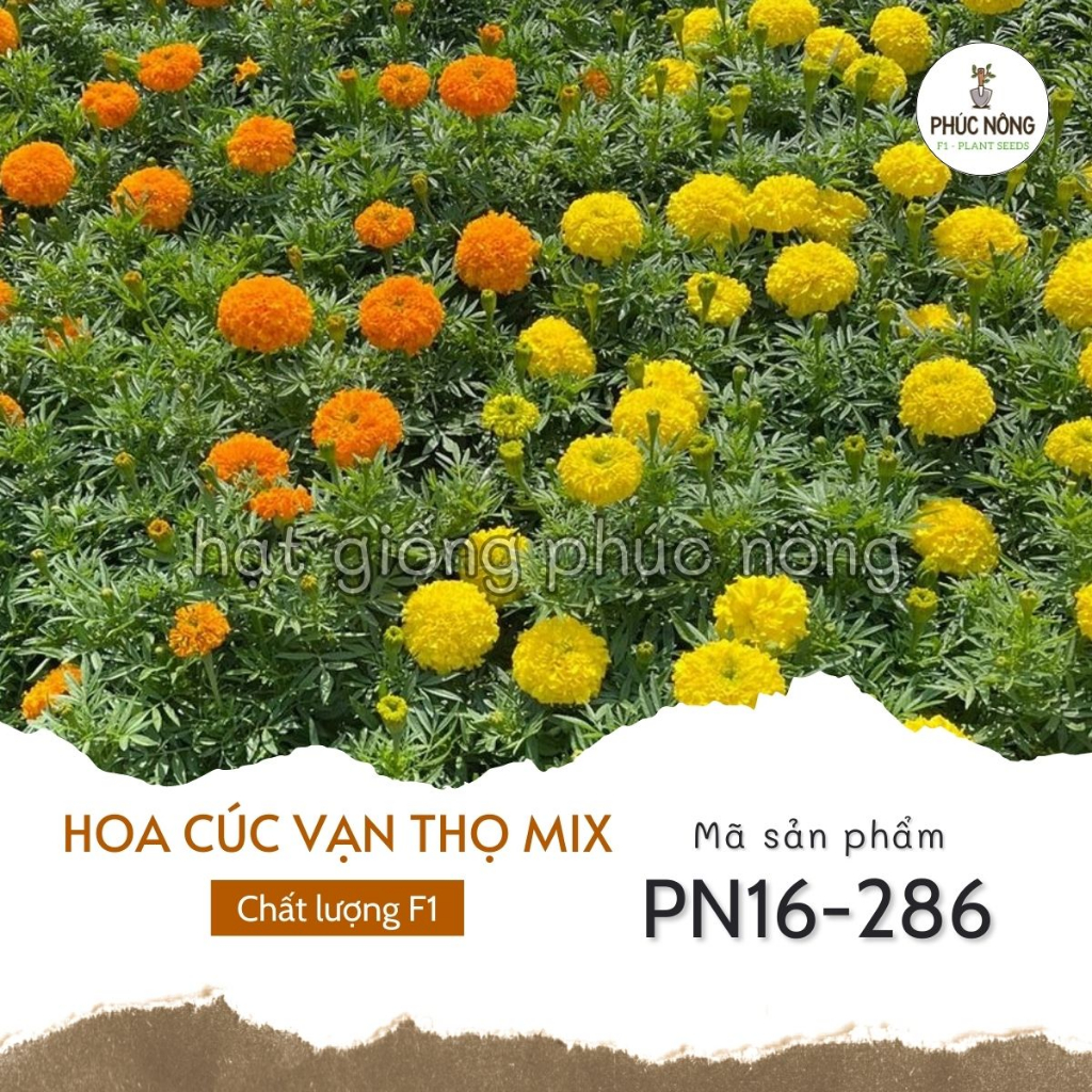 Hạt giống hoa Cúc Vạn Thọ mix - 50 Hạt
