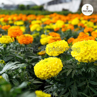 Hạt giống hoa Cúc Vạn Thọ mix - 50 Hạt
